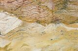 Strelley Pool Stromatolite Slice - Billion Years Old #50746-1